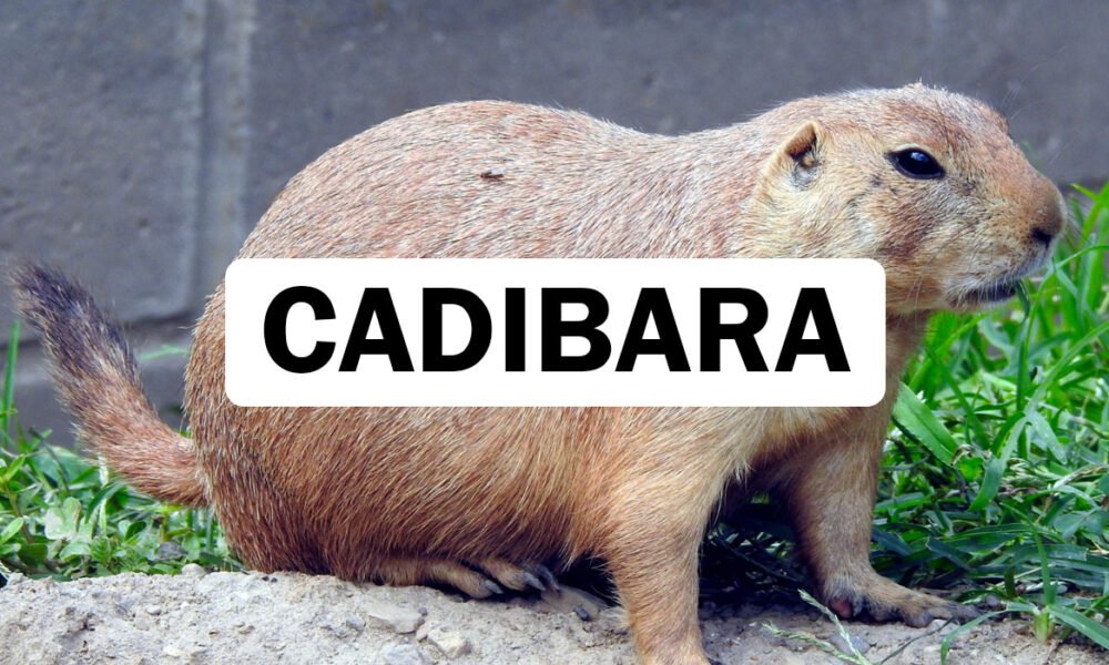 Cadibara