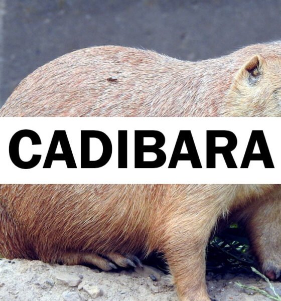 Cadibara