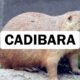 Cadibara