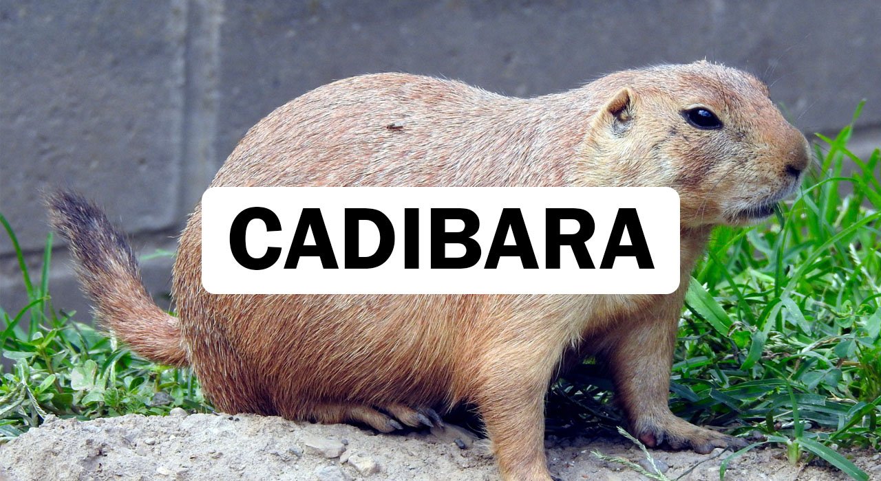 Cadibara
