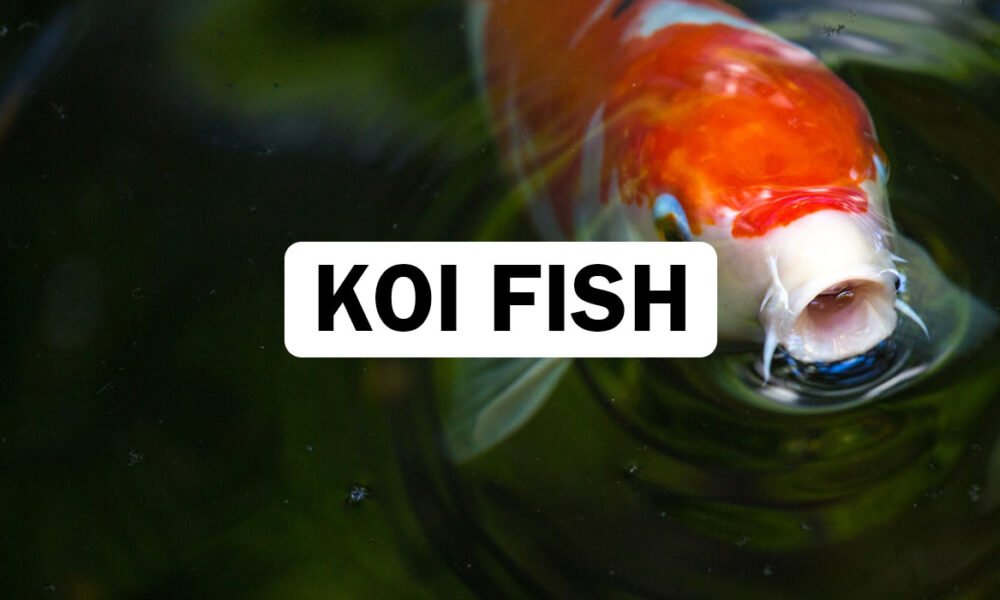 Koi Fish