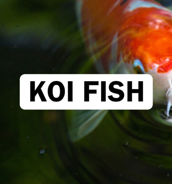 Koi Fish
