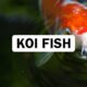 Koi Fish