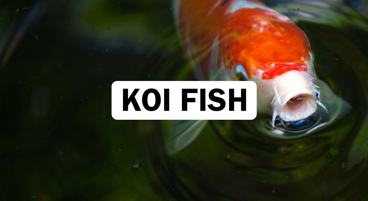 Koi Fish
